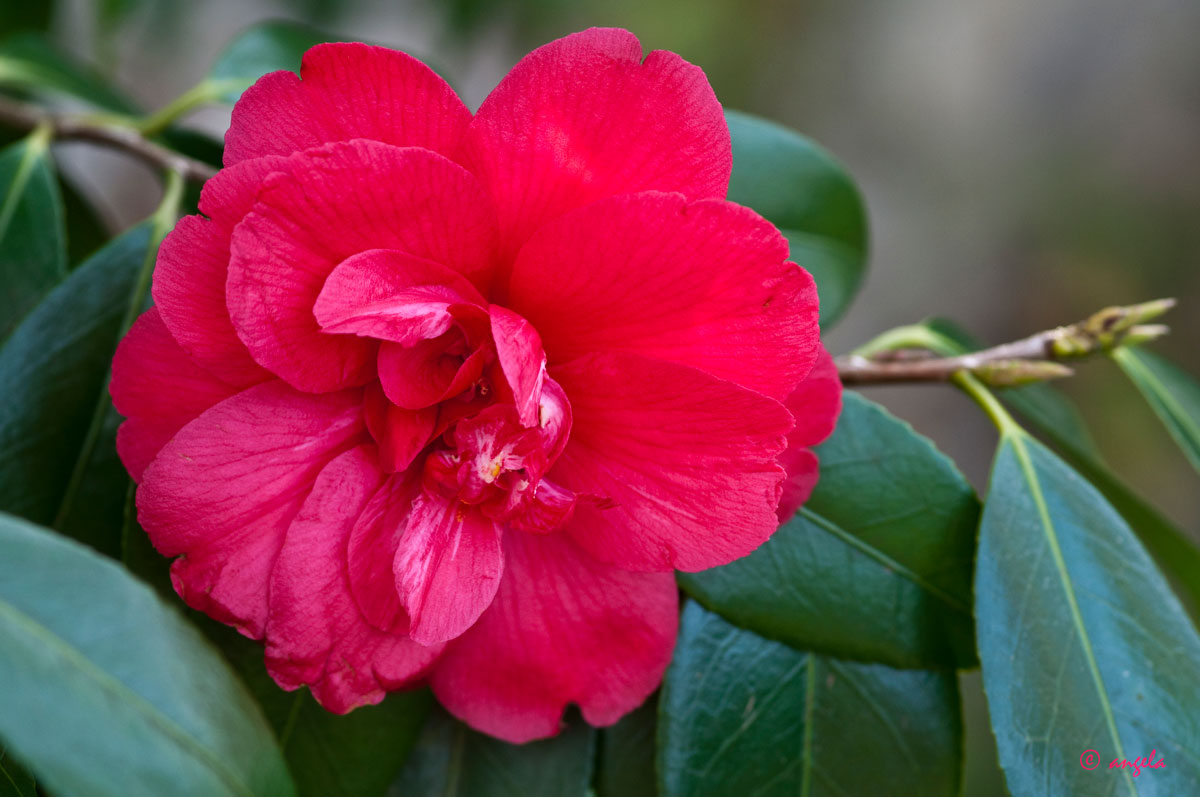 Camelia japonica "General Lecrec"