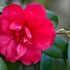 Camelia japonica "General Lecrec"