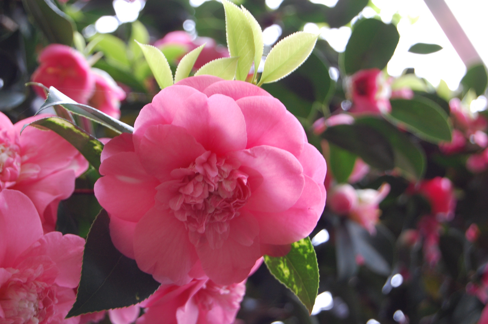 Camelia japonica - in voller Pracht