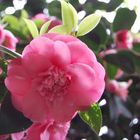 Camelia japonica - in voller Pracht