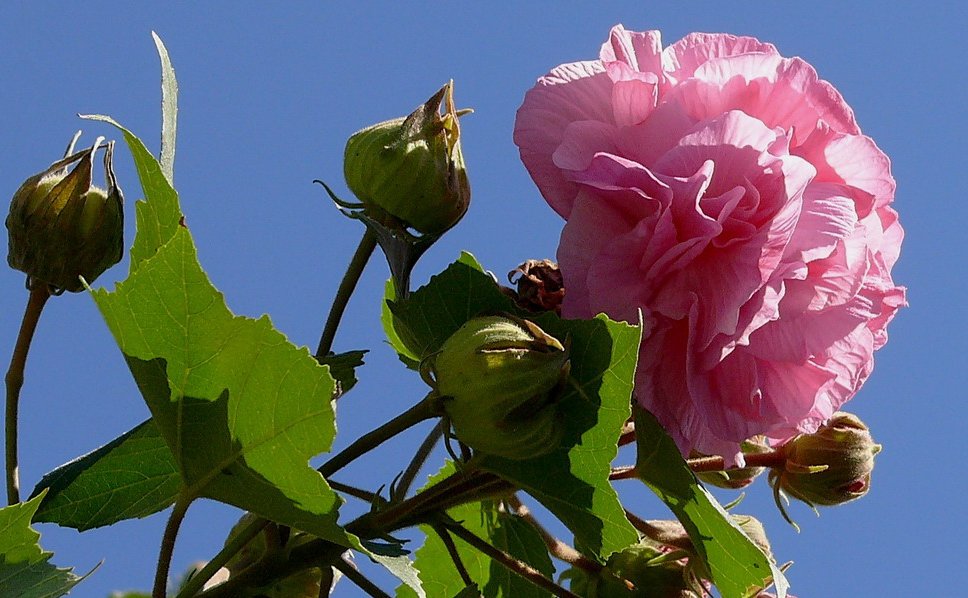 *Camelia Japonica* Kamelienbaum