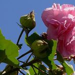 *Camelia Japonica* Kamelienbaum