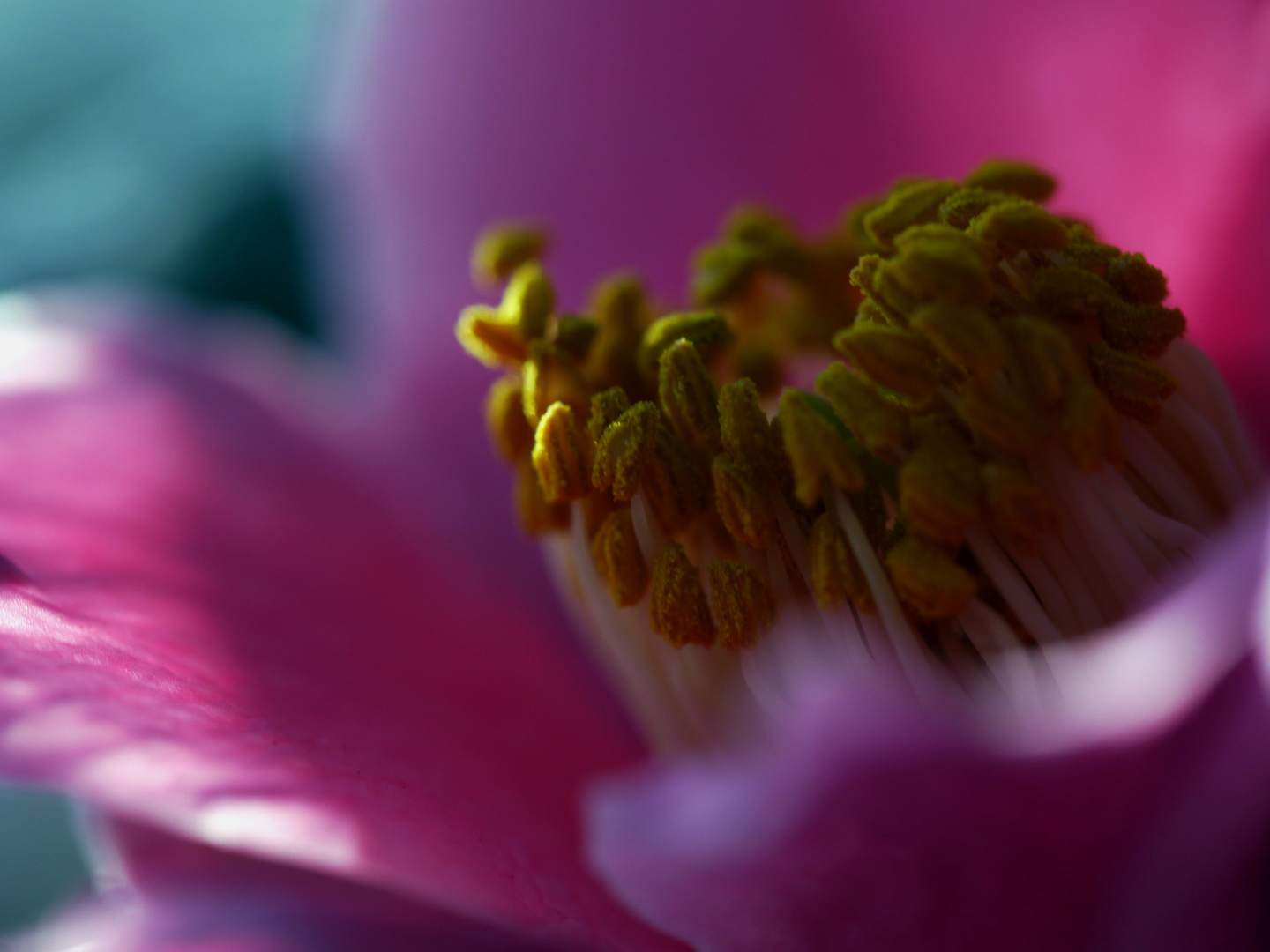 Camelia japonica - Licht und Schatten ganz nah