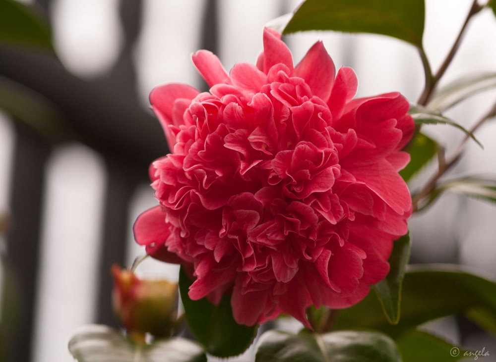 Camelia japonica " Madame Martin Cachet"