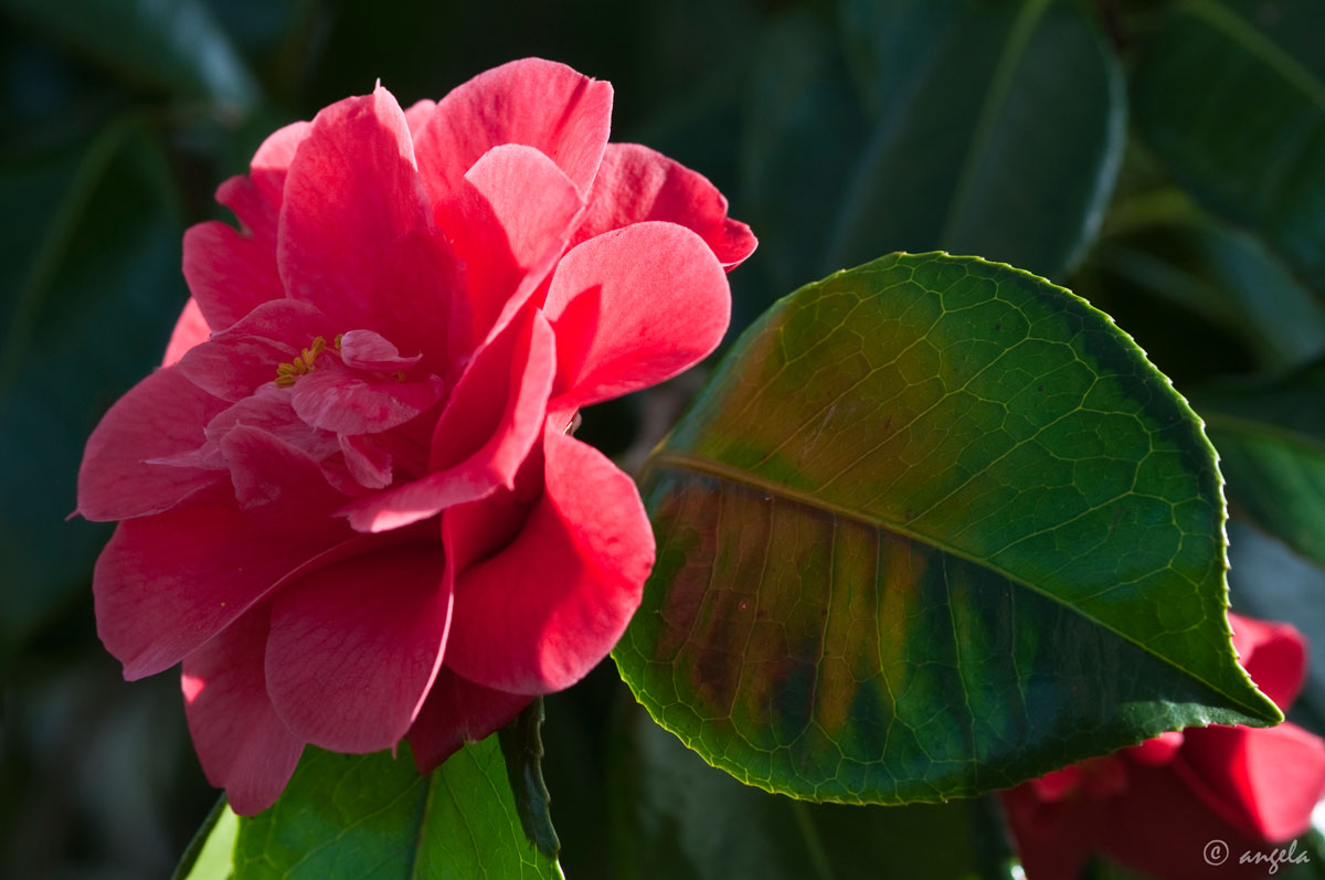 Camelia japonica "Magnoliae flora rubra"