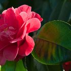 Camelia japonica "Magnoliae flora rubra"