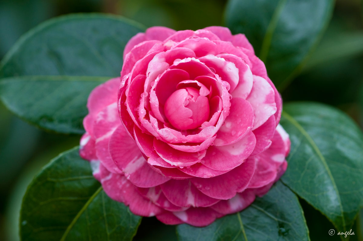 Camelia Japonica "Manchada"