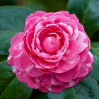 Camelia Japonica "Manchada"