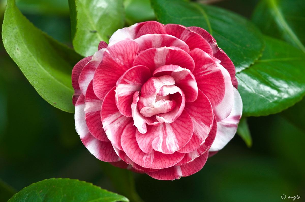 Camelia japonica "Oranda-ko"