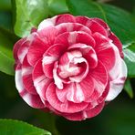 Camelia japonica "Oranda-ko"