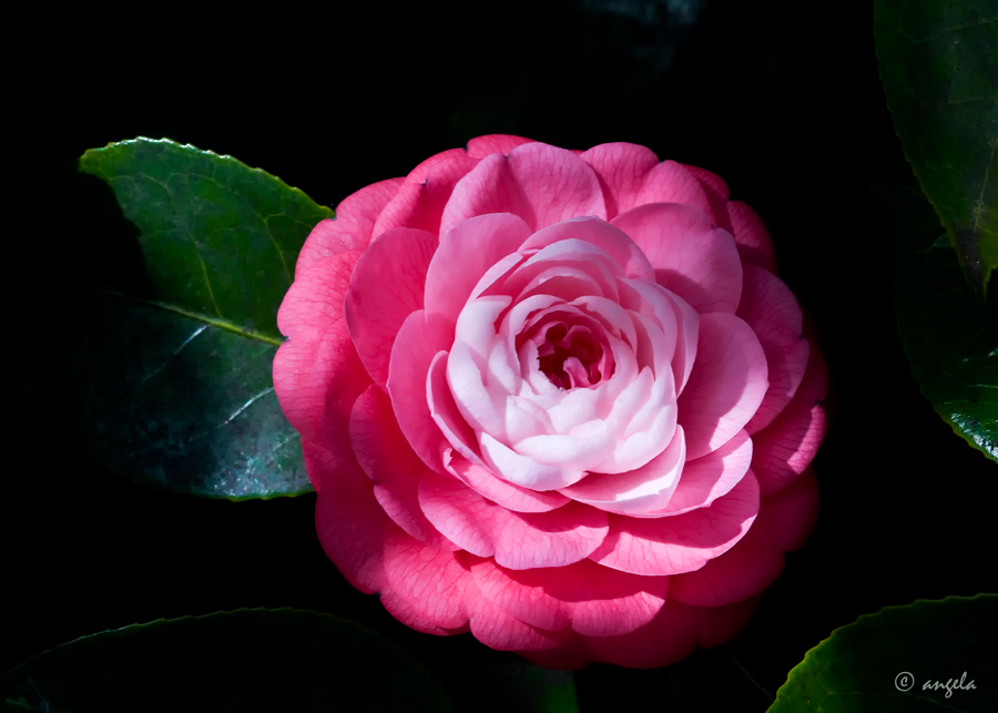 Camelia japonica rosacea