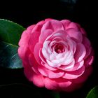 Camelia japonica rosacea