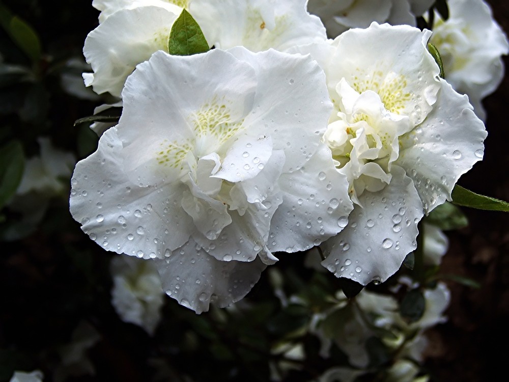 Camelia, Köln-Flora