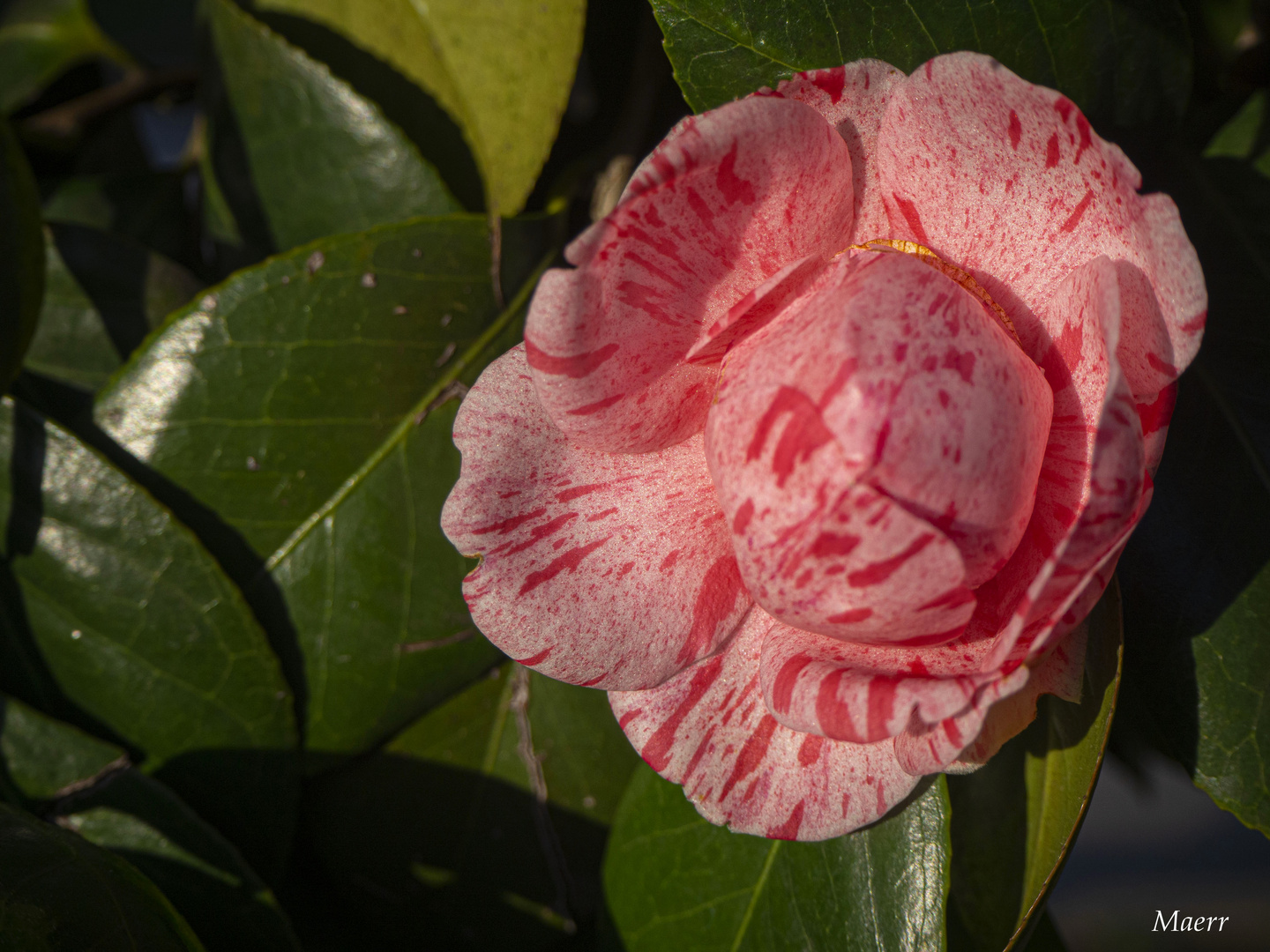 Camelia rosa.