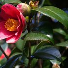 Camelia rrosa