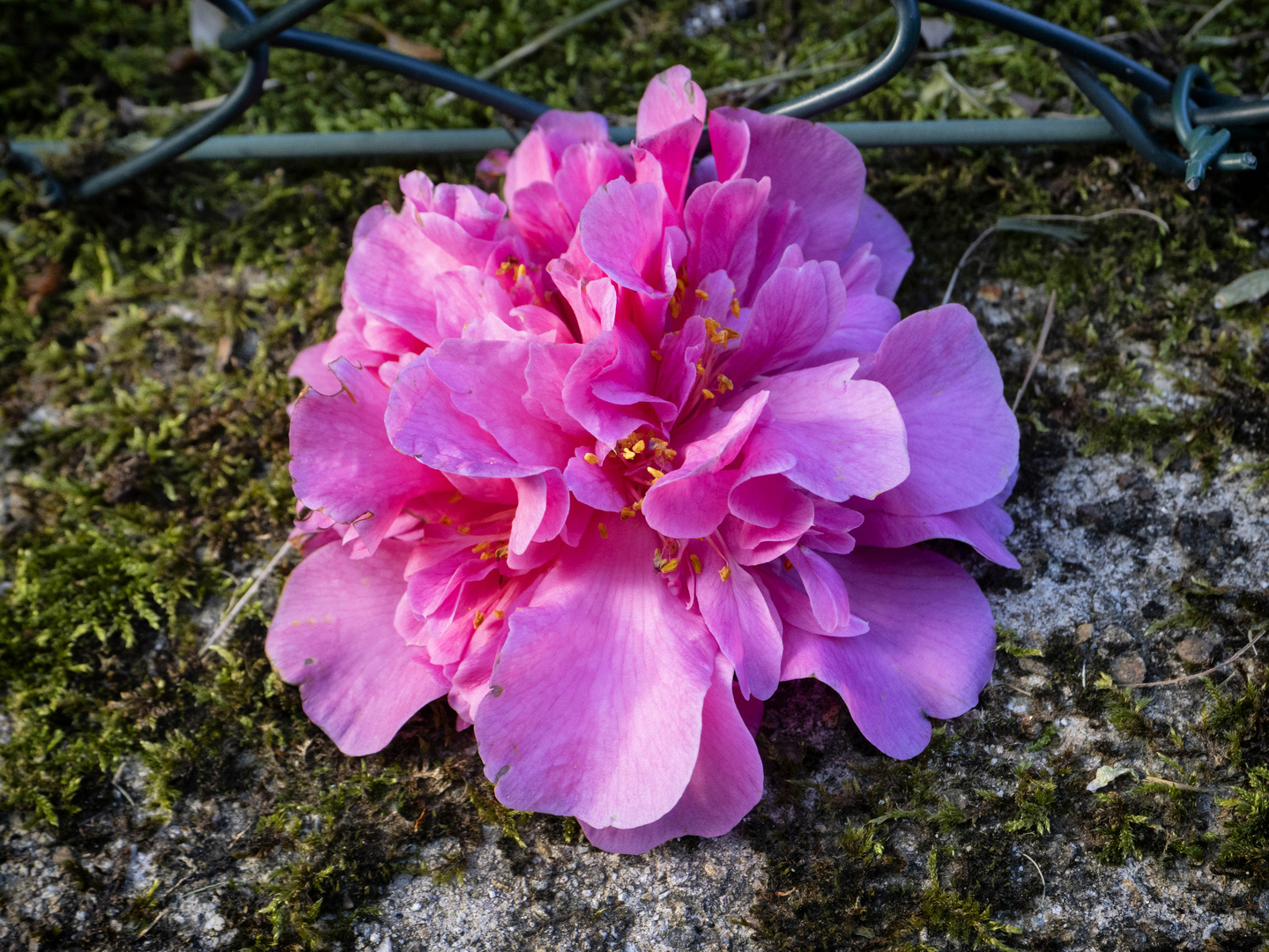 Camelia sul muretto