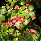 Camelia zu Pillnitz