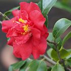 Camelia_japonica_Dr_Burnside