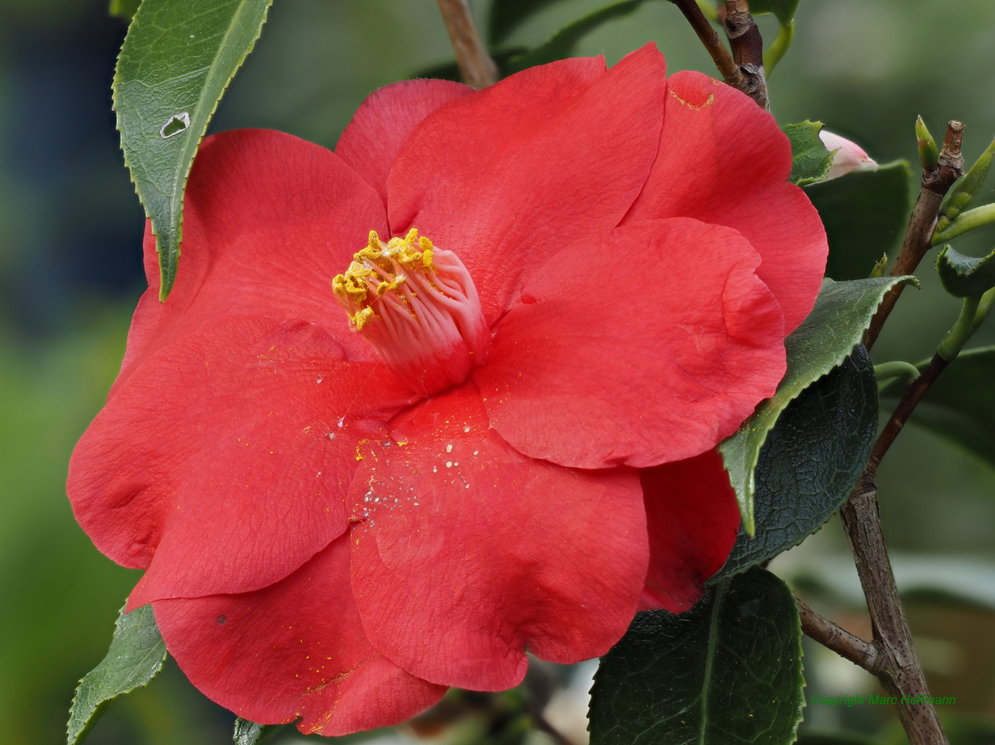 Camelia_japonica_Royal_Velvet