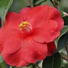 Camelia_japonica_Royal_Velvet