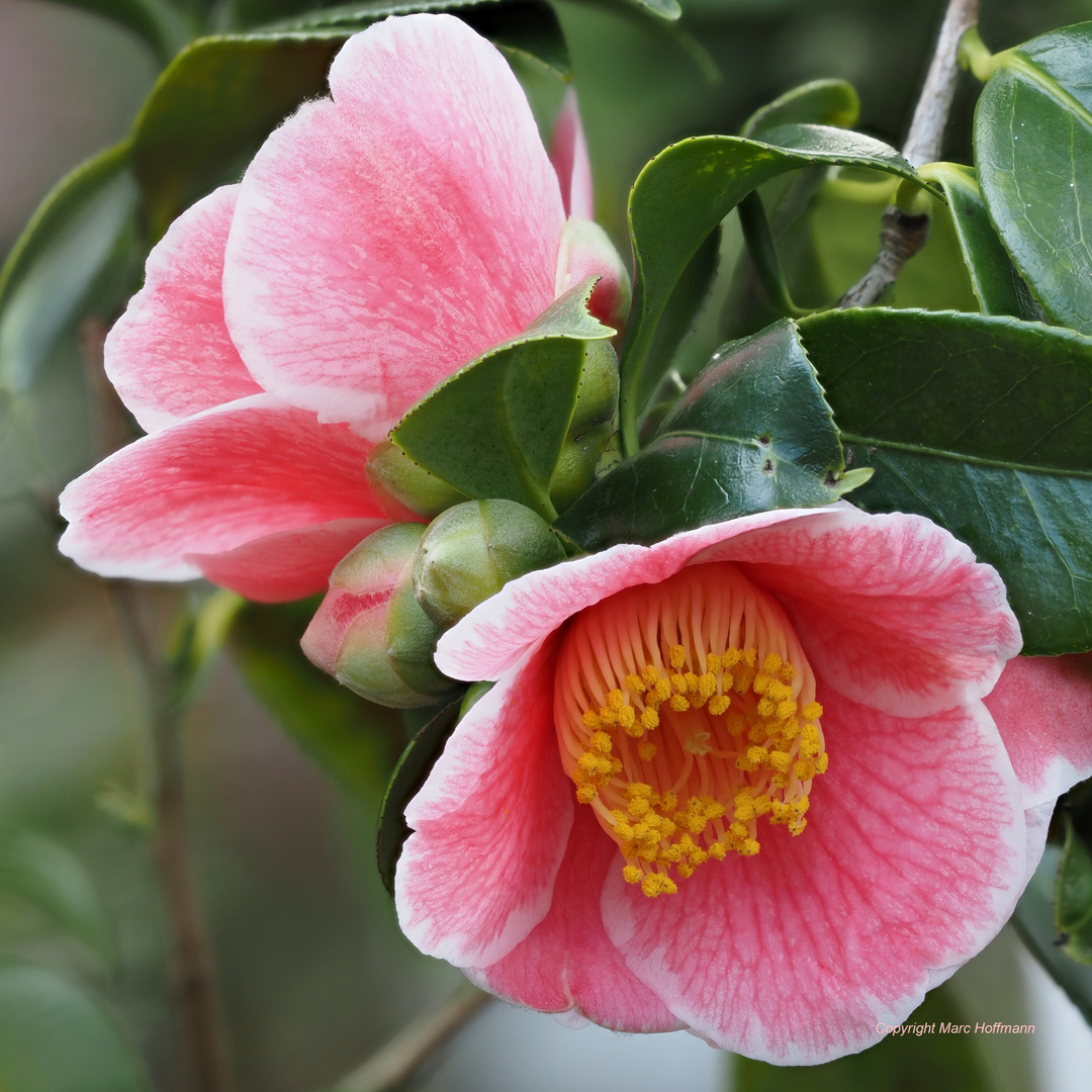 Camelia_japonica_Sanpei_Tsubaki