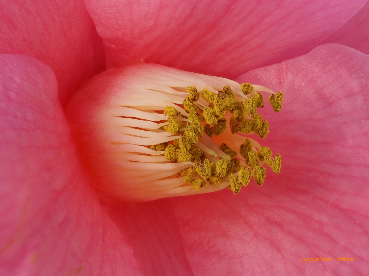 Camelia_reticulata_x_saluenensis