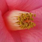 Camelia_reticulata_x_saluenensis