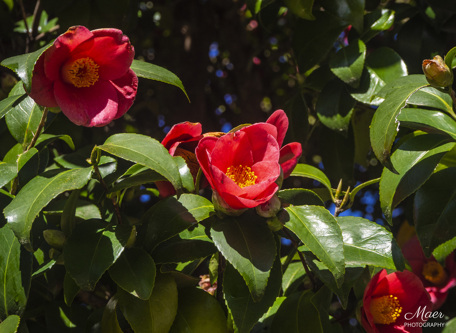 Camelias