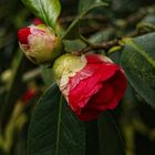 Camelias