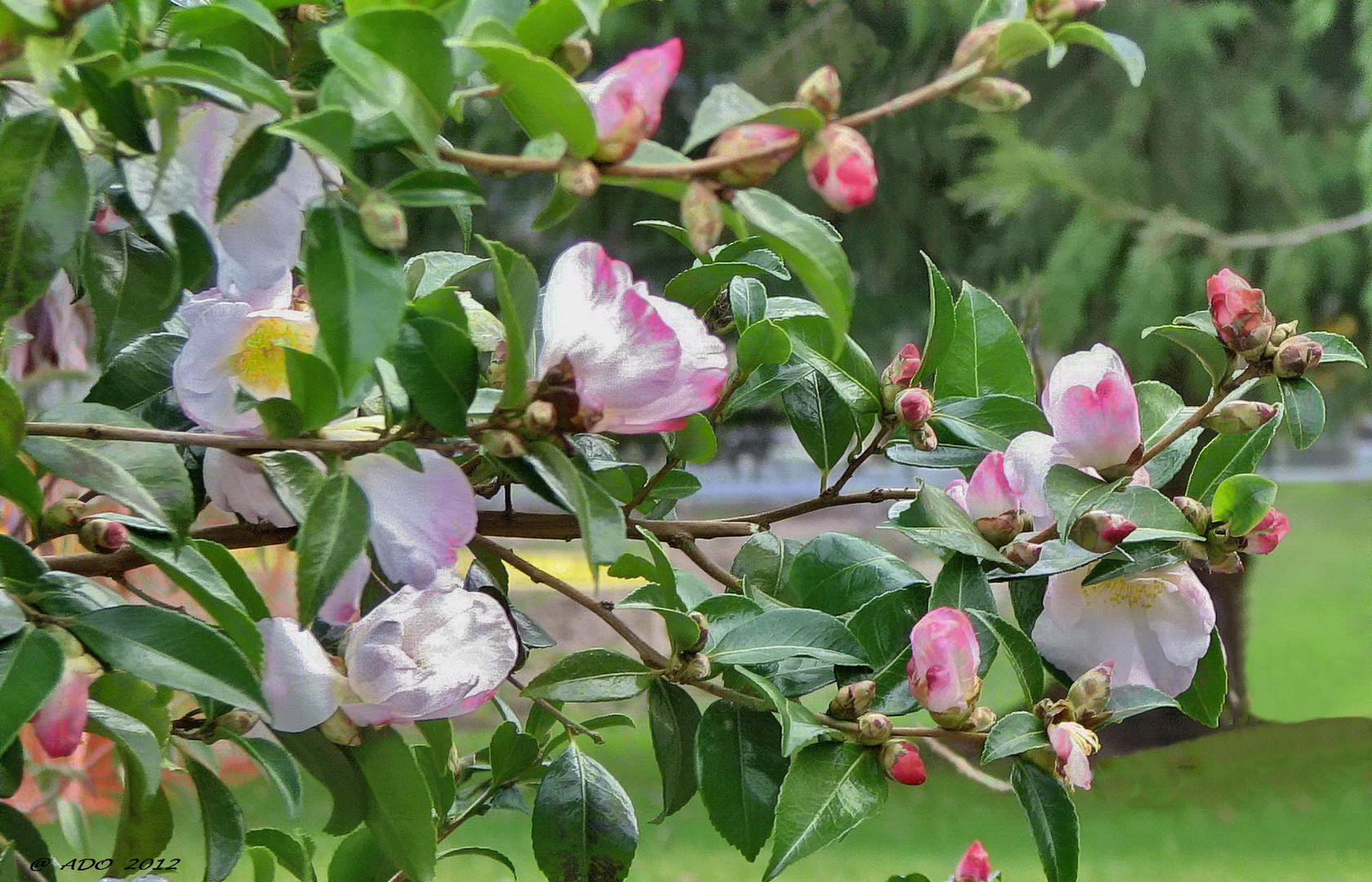 Camelias .... in blossom January 10/2012