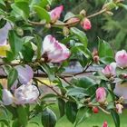 Camelias .... in blossom January 10/2012