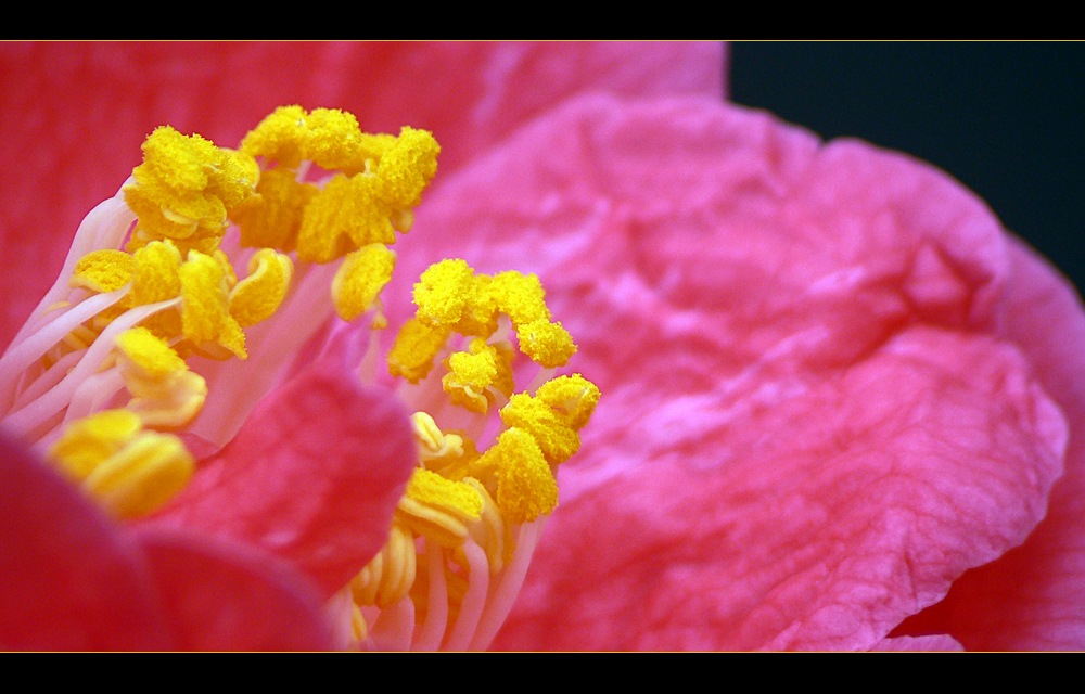 Camelie " Camelia japonica " Frühlingerwachen