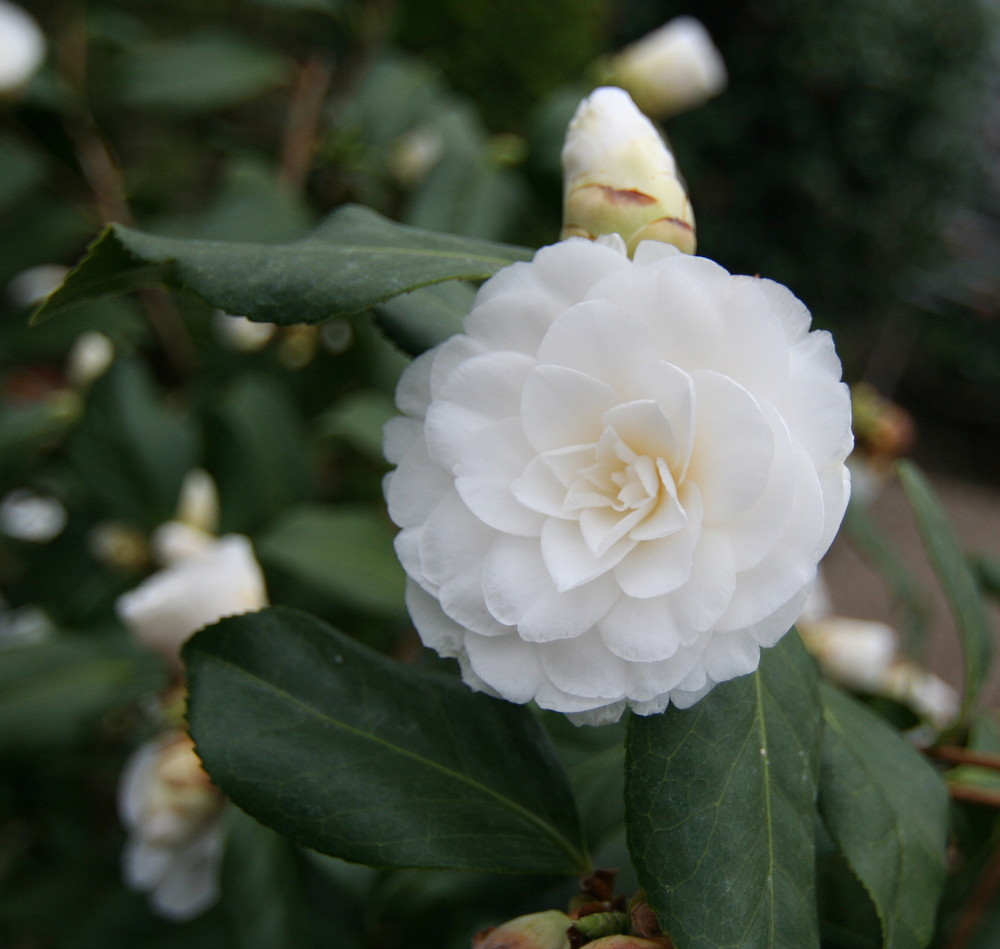 Camelie in Zuschendorf