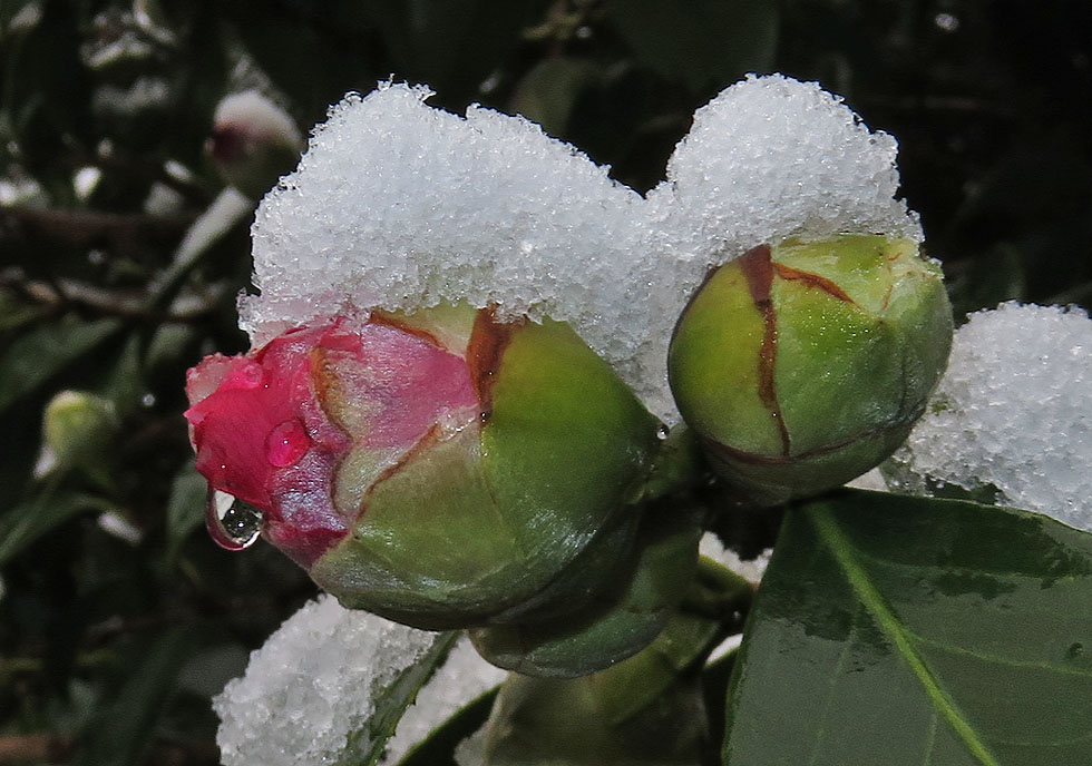 Camelie mit Schnee (heute)