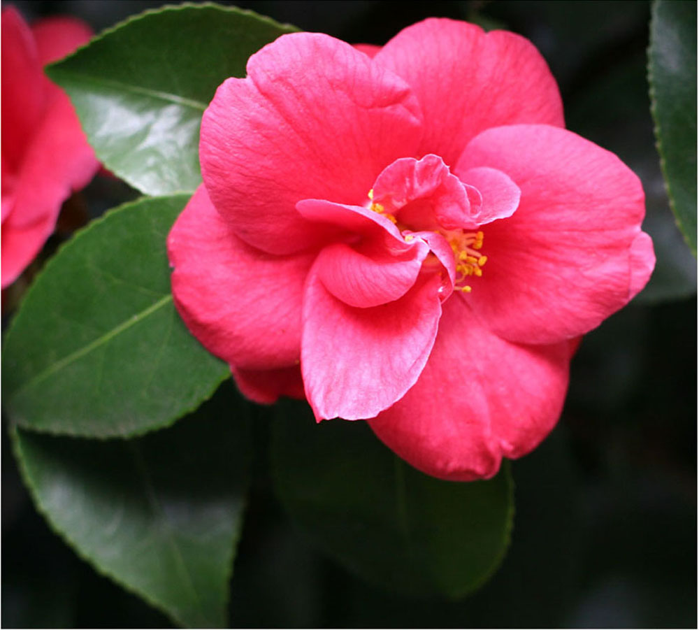 Camelienblüte, eine von vielen