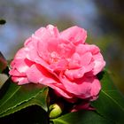 Camelienblüte im botanischen Garten