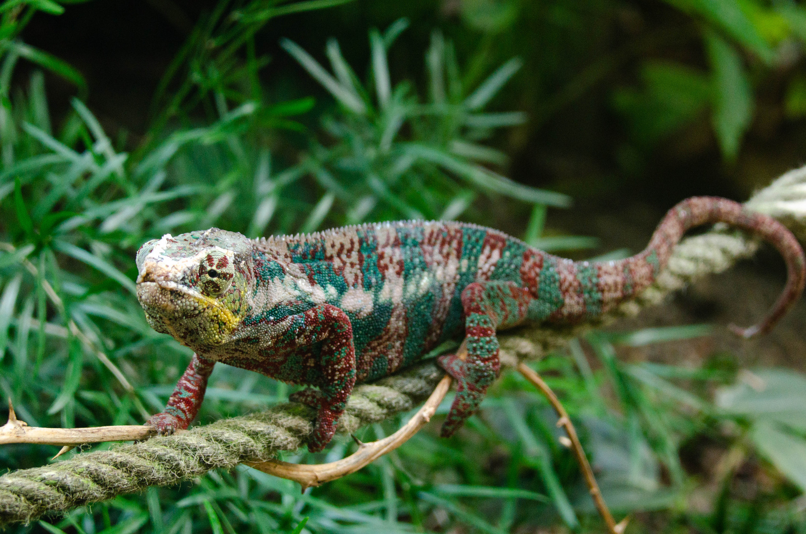 Camelion Foto & Bild | natur, zoo, tiere Bilder auf fotocommunity