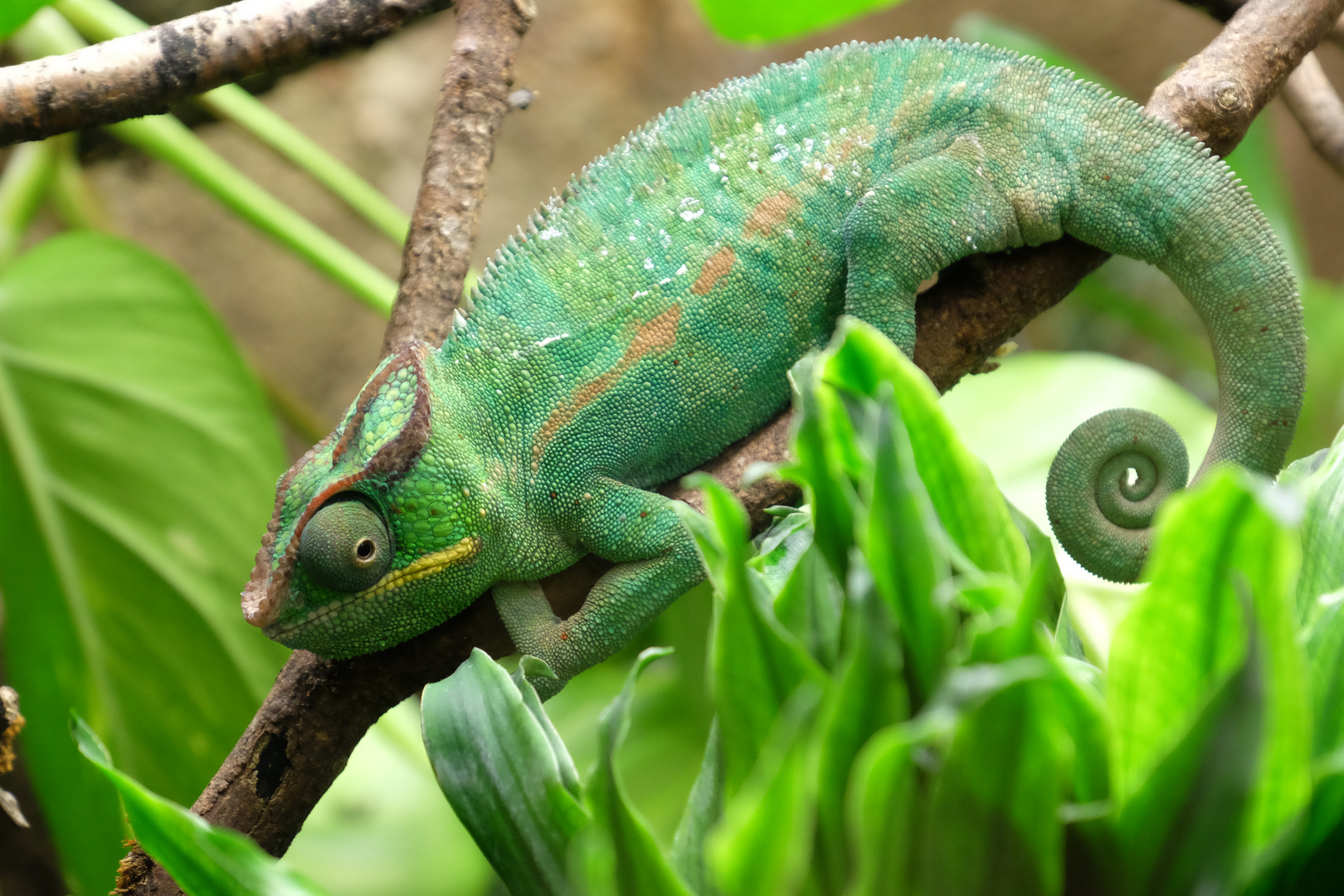 Camelion Foto & Bild | tiere, zoo, wildpark & falknerei, amphibien ...