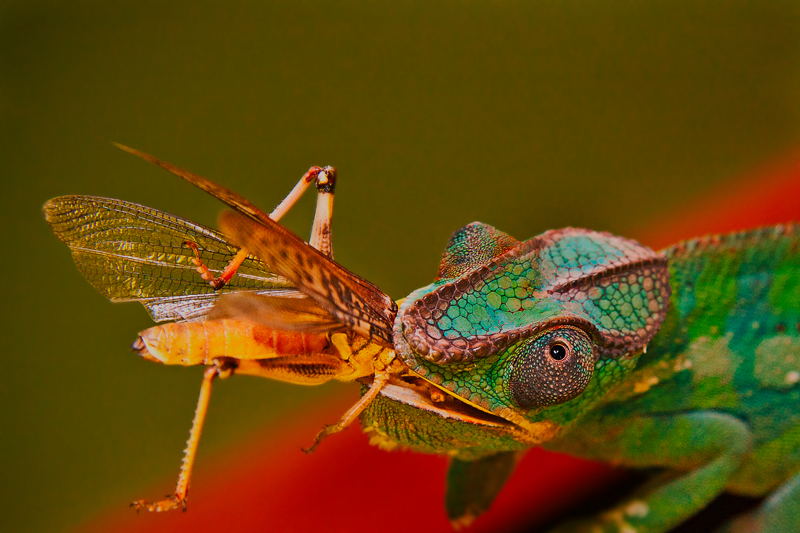 Camelion mit Heuschrecke