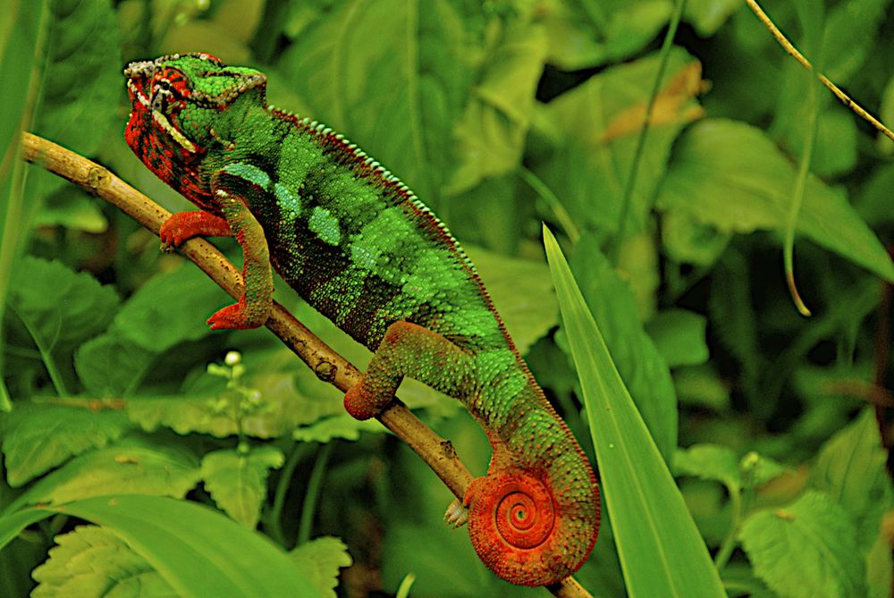 Camelion zeigt Farbe Foto & Bild | tiere, zoo, wildpark & falknerei ...