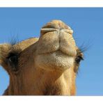 Camelkiss