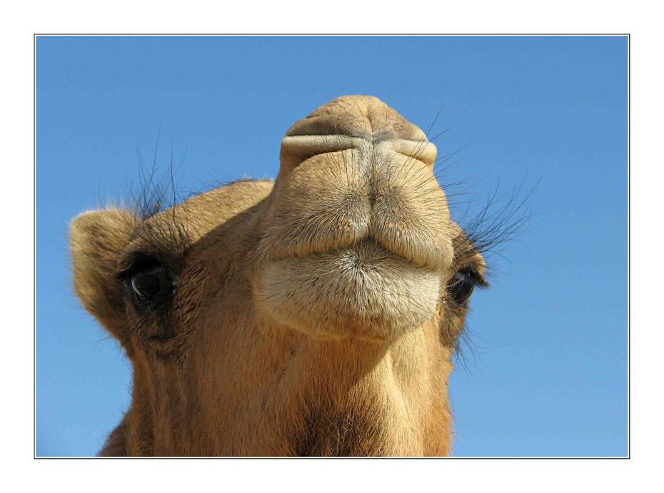 Camelkiss