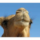 Camelkiss