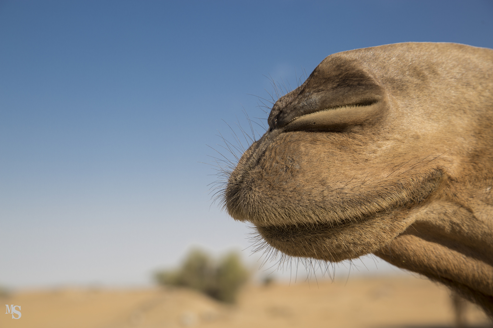 CamelKiss