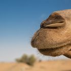 CamelKiss