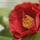 Camellia