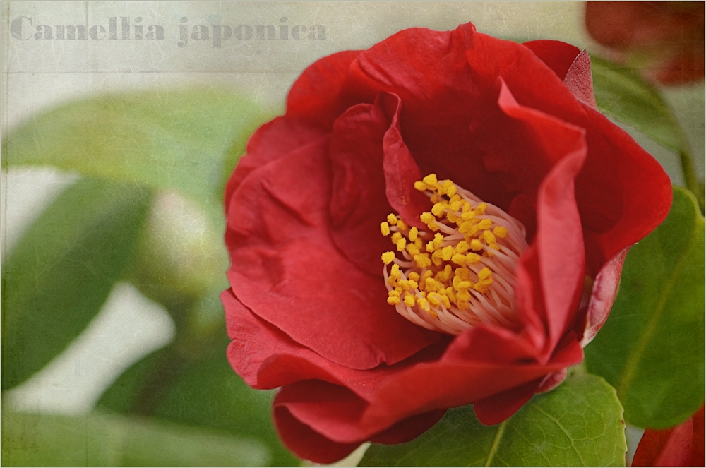 Camellia