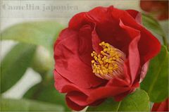 Camellia