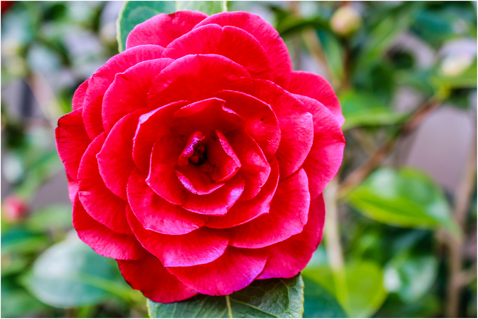 Camellia ...