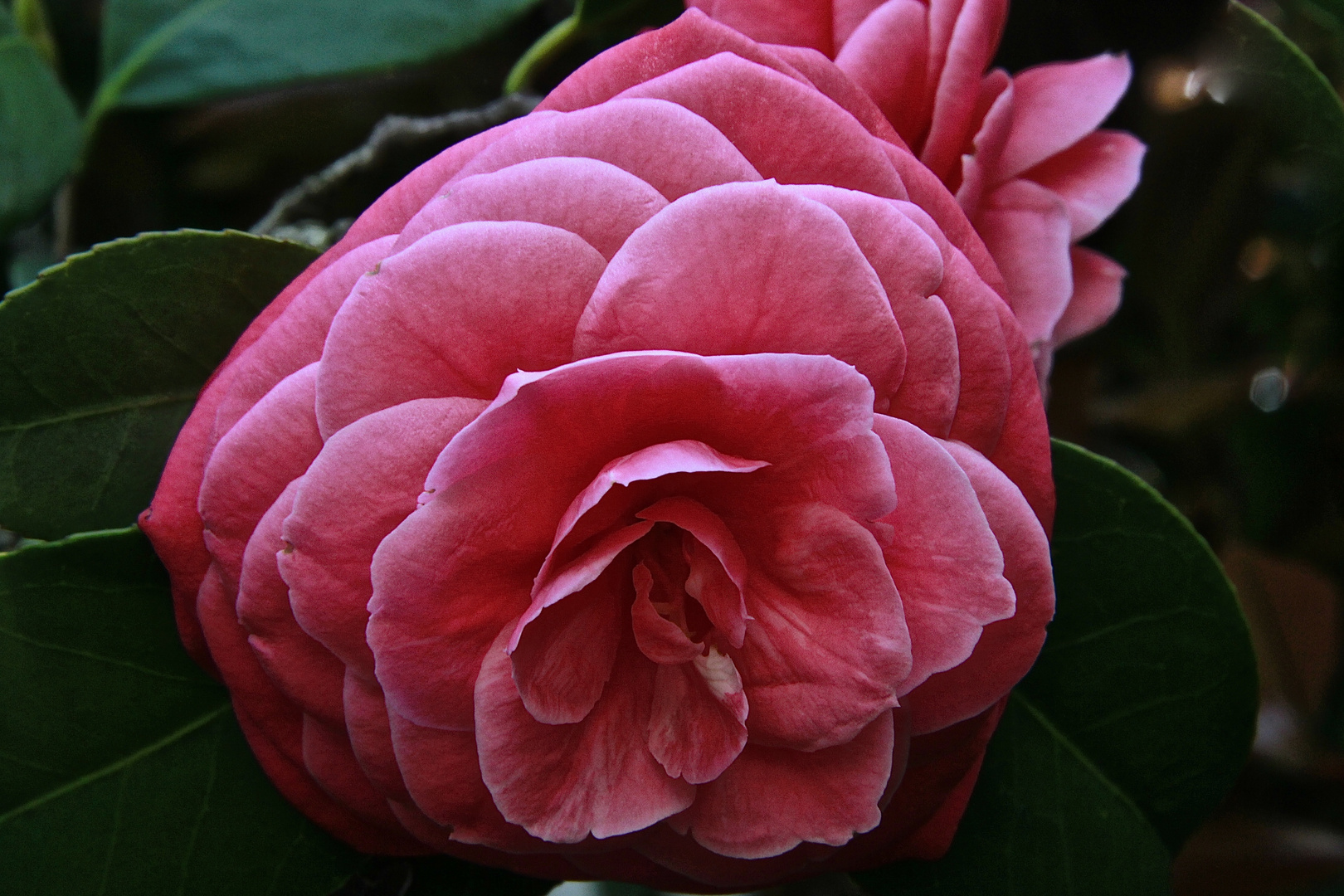 Camellia